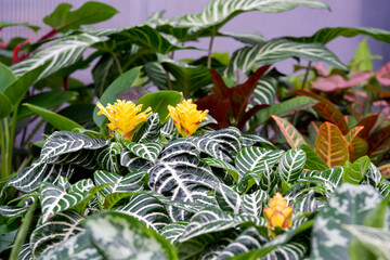 Aphelandra blooming with yellow flowers