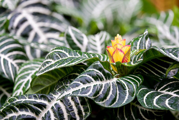 Aphelandra blooming with yellow flowers