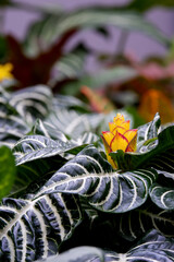 Aphelandra blooming with yellow flowers