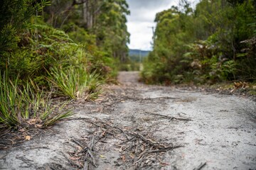 boardwalk walking track in a national park in tasmania australia in spring