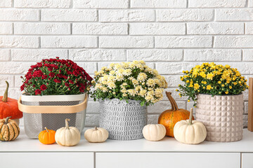 Pots with beautiful chrysanthemum flowers and pumpkins on cabinet near white brick wall