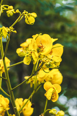 Obraz premium yellow flowers in the field