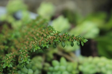 green moss on a tree