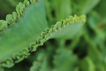 aloe vera leaf