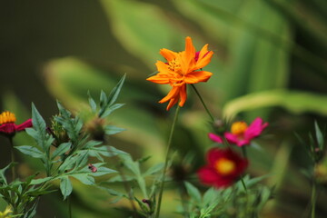 orange flower in the garden