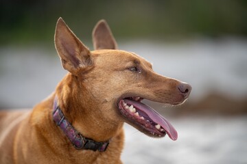 kelpie dog on a beach and in the australian bush in a park
