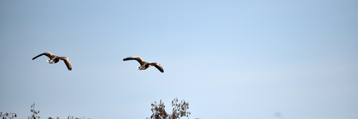 Zwei freie Gänse Vögel fliegen am klaren blauen Himmel in Deutschland