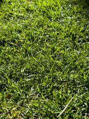 green grass background