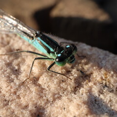 Blue dragonfly