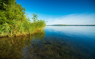 Beautiful Calm lake with reeds in summer under blue sky, Geiseltalsee, Germany	 - 723386911