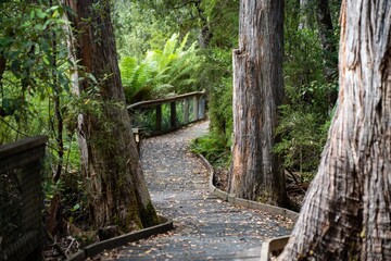 boardwalk walking track in a national park in tasmania australia in spring