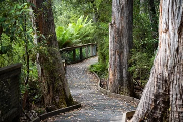 Cercles muraux Mont Cradle boardwalk walking track in a national park in tasmania australia in spring