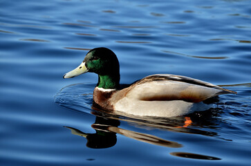 duck on the blue water with reflections