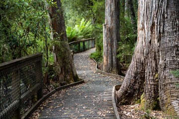 boardwalk walking track in a national park in tasmania australia in spring