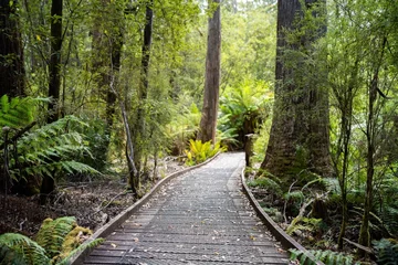 Acrylic prints Cradle Mountain boardwalk walking track in a national park in tasmania australia in spring