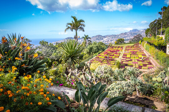 botanical garden in funchal, monte, madeira, jardim botanico madeira, garden, tropical flowers, view, ocean,