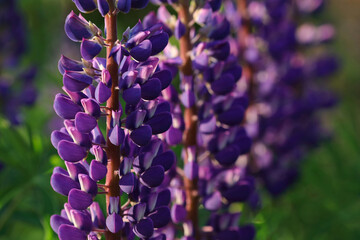 Purple Lupin flowers blooms in the field. Bunch of lupines summer flower background. Violet spring and summer flower. Pink flowers Lupine a green background. Lupinus. Fabaceae Family. Blooming lupine