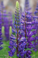 Fototapeta premium Purple Lupin flowers blooms in the field. Bunch of lupines summer flower background. Violet spring and summer flower. Pink flowers Lupine a green background. Lupinus. Fabaceae Family. Blooming lupine