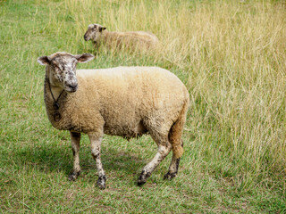 Fototapeta premium Two sheep in a meadow, one in the foreground with great detail, in a meadow feeding, one of them lying down in the background