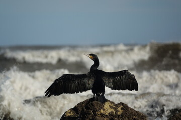 cormorant (Phalacrocorax carbro) drying wings whilst perched on rock, stormy UK coast 