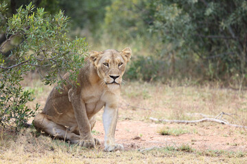 Afrikanischer Löwe / African lion / Panthera leo.