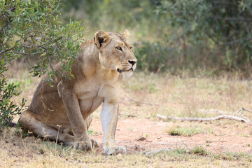Afrikanischer Löwe / African lion / Panthera leo.