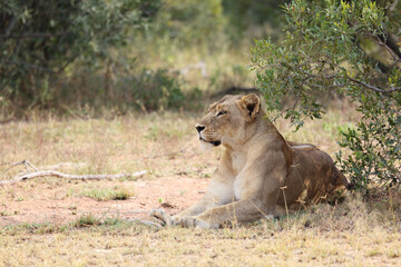 Afrikanischer Löwe / African lion / Panthera leo.