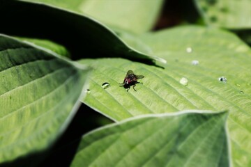 fly on leaf