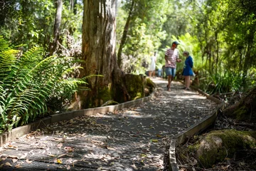 Zelfklevend Fotobehang Cradle Mountain boardwalk walking track in a national park in tasmania australia in spring