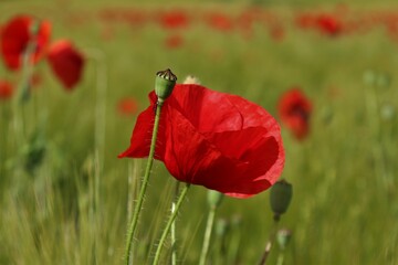 Obraz premium Flowers