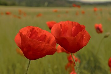 Naklejka premium Flowers