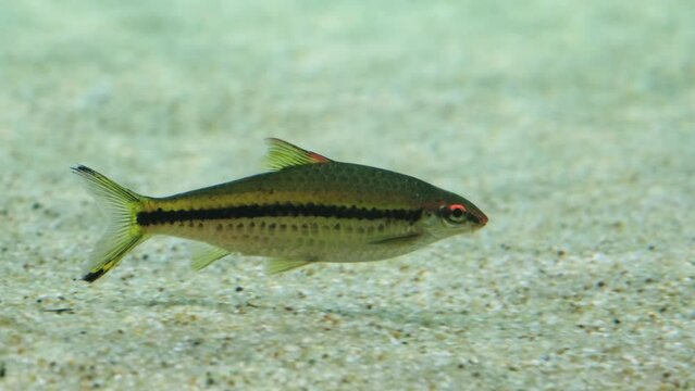 Close up video of Slender barb in the aquarium. The slender barb or longbeard barb is a species of ray-finned fish in the genus Enteromius.