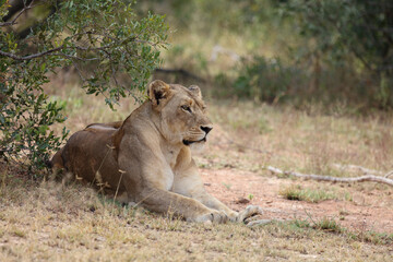 Afrikanischer Löwe / African lion / Panthera leo.
