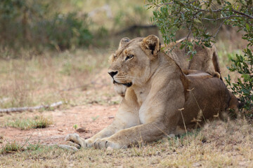 Afrikanischer Löwe / African lion / Panthera leo...