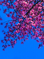 Spring banner, blossom background. Cherry blossom. Branch delicate spring flowers. Pink spring cherry blossom. Cherry tree branch with spring pink flowers isolated on blue Beautiful flower in blooming