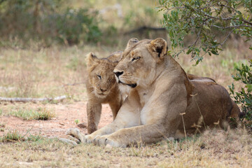Afrikanischer Löwe / African lion / Panthera leo...