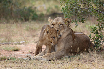 Afrikanischer Löwe / African lion / Panthera leo...