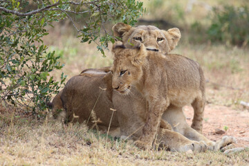 Afrikanischer Löwe / African lion / Panthera leo...