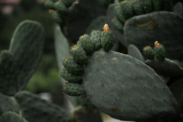 the cactus plant in its natural environment on the islands of Tenerife is bright green with flowers like babies on a mother