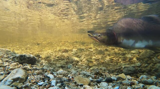Pink salmon or humpback salmons (Oncorhynchus gorbuscha) breeding in the river of the Kunashir Island, Pacific coast 