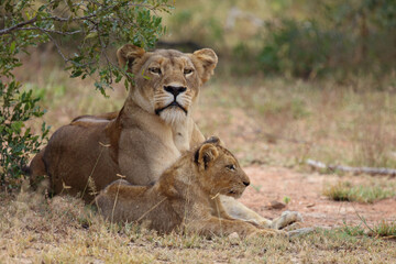 Afrikanischer Löwe / African lion / Panthera leo...