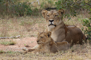 Afrikanischer Löwe / African lion / Panthera leo...