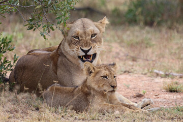 Afrikanischer Löwe / African lion / Panthera leo...