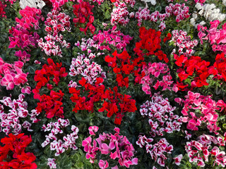 Beautiful Cyclamen persicum Flowers closeup.Nature Floral Background of Cyclamen Flowers different colors.Bright natura Wallpaper.Close-up red, pink, purple and white Flowers.Cyclamen's blossom season
