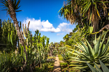 botanical garden in funchal, monte, madeira, jardim botanico madeira, garden, tropical flowers,...