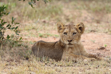 Afrikanischer Löwe / African lion / Panthera leo...