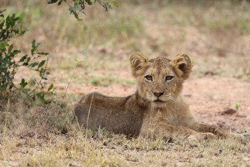 Afrikanischer Löwe / African lion / Panthera leo...