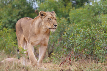 Afrikanischer Löwe / African lion / Panthera leo.
