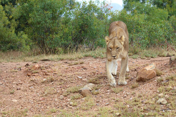 Afrikanischer Löwe / African lion / Panthera leo.