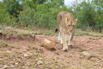 Afrikanischer Löwe / African lion / Panthera leo.